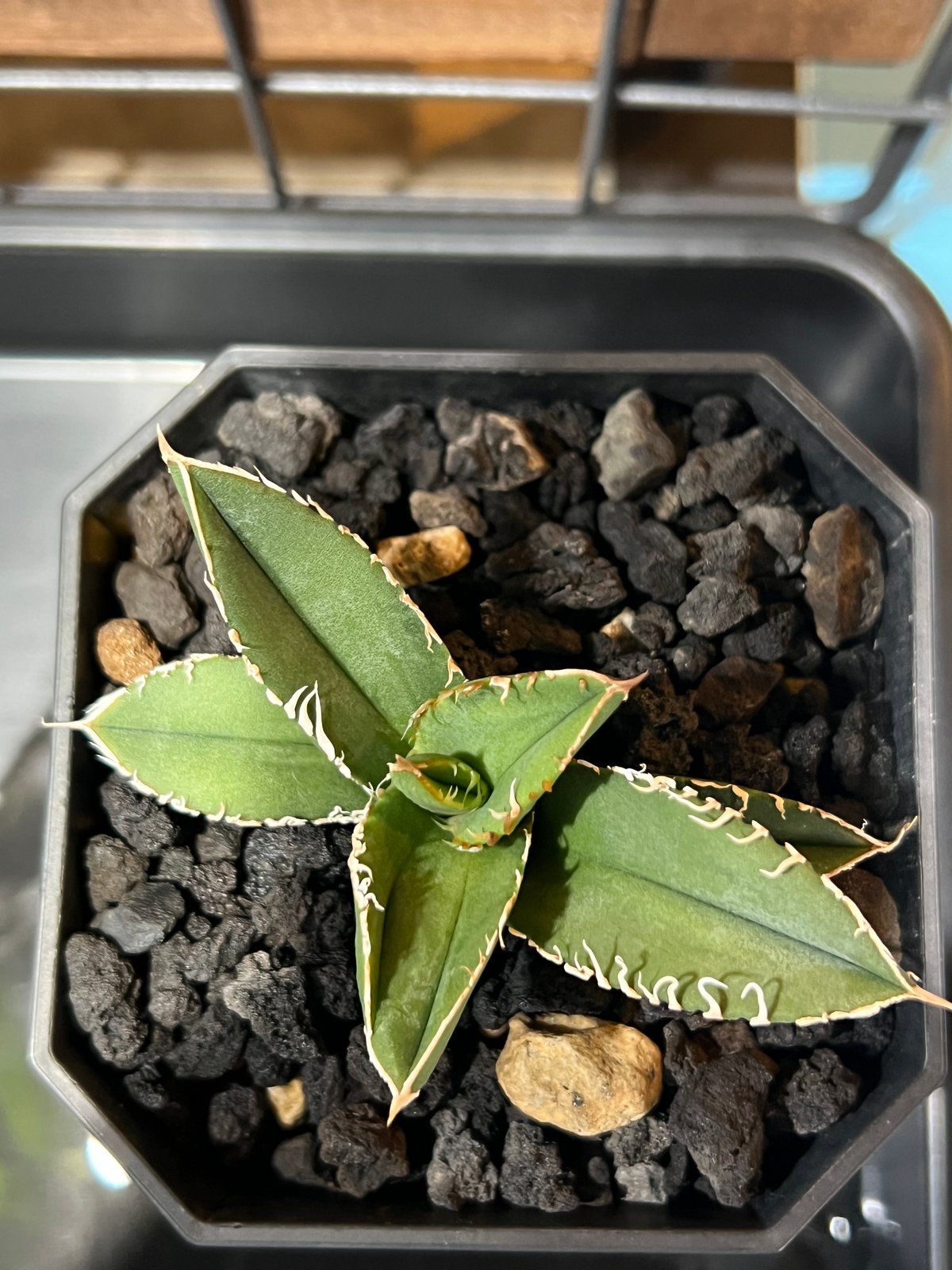 小株】 アガベ チタノタ 流星 lize血統 | RAINBOW PLANTS