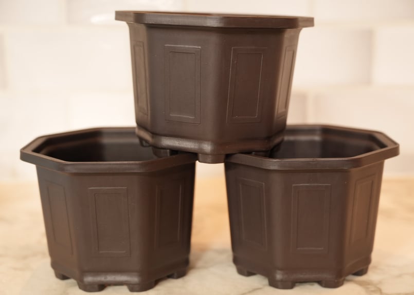 アガベ　海王　（台湾鉢5号サイズ） 台湾鉢5寸 | RAINBOW PLANTS