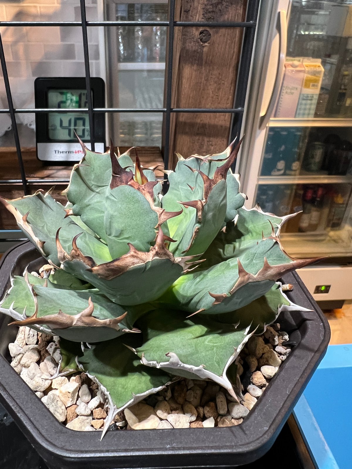 アガベ中株5株まとめ売り姫厳竜BB シーザーフィリグリー阿修羅