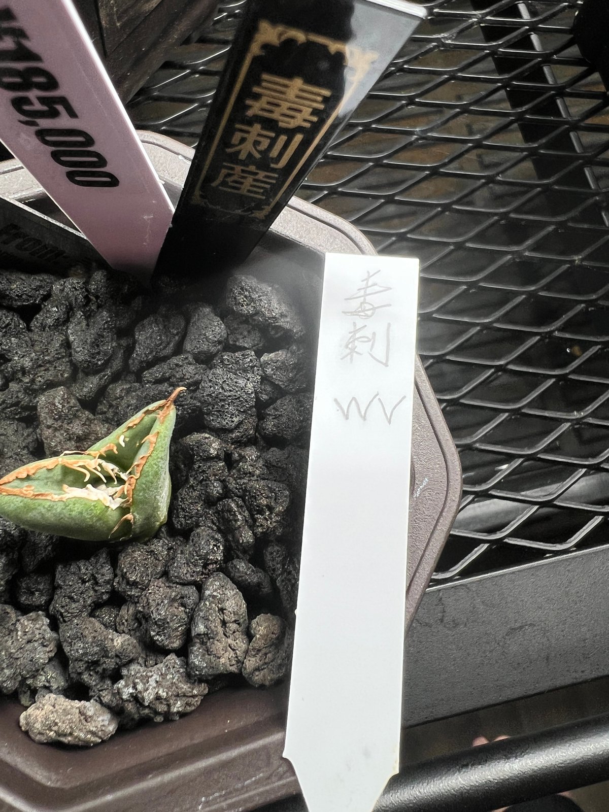 特別価格!!【発根済み子株】アガベ チタノタ 毒刺MS-WV 特別価格!!【発根済み子株】アガベ チタノタ 毒刺MS-WV