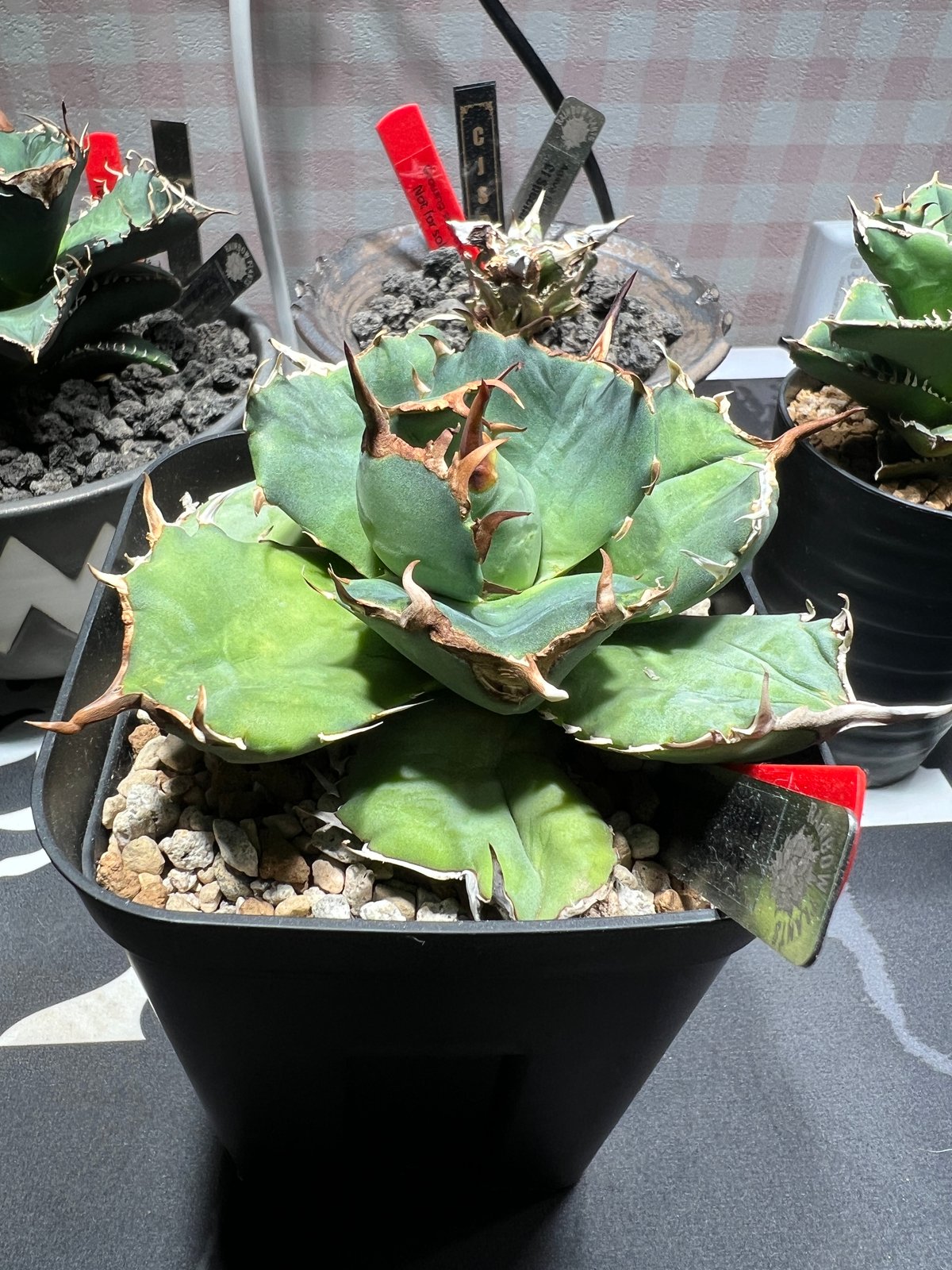 OUTLET中株】 アガベ チタノタ FO076 compacta N PLANTS産 |