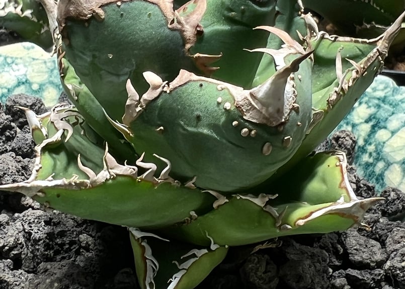 アガベチタノタ金剛親株