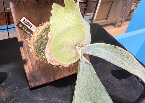 P.veitchii ’High shield' pup