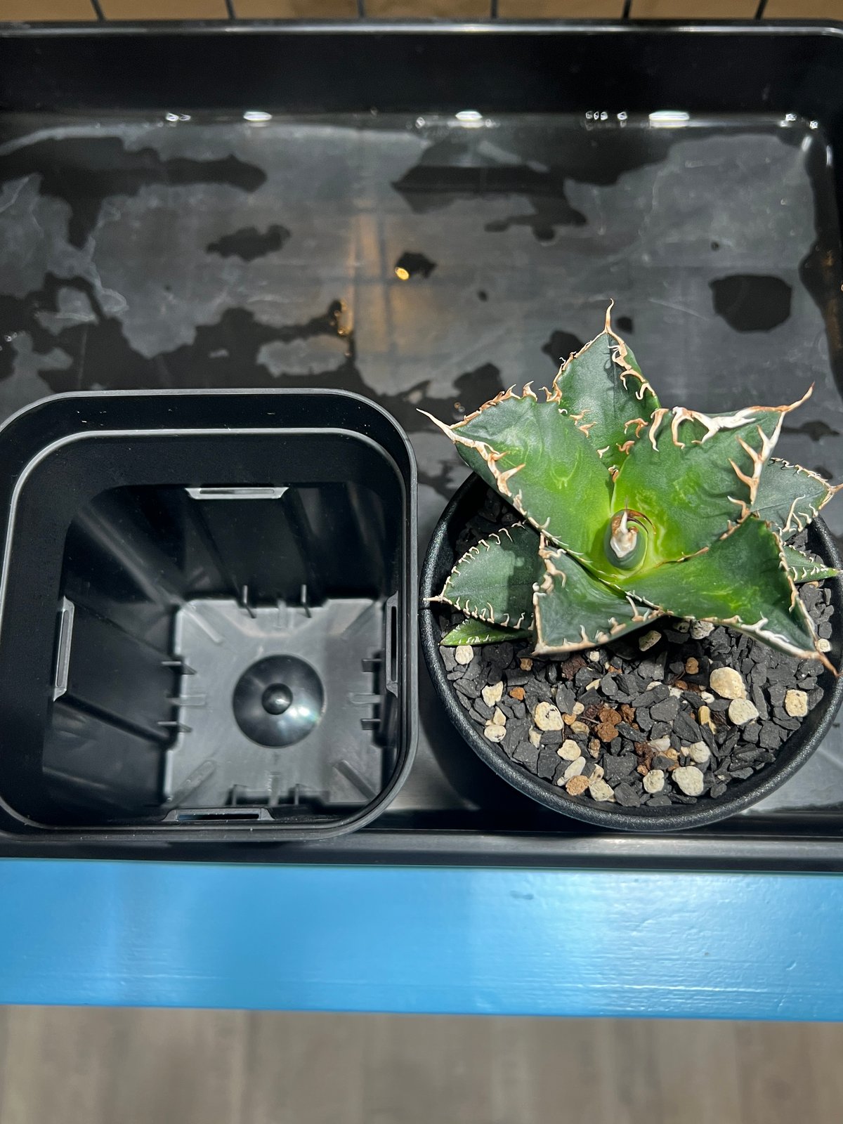 アガベ　NU1 coyote plants株　子株 アガベ NU1 coyote plants株 子株 - メルカリ