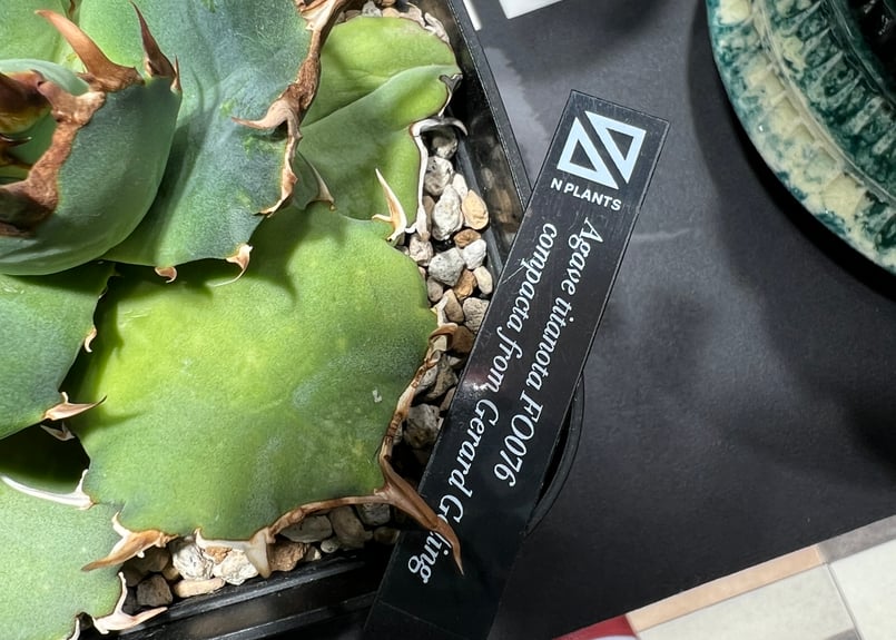 OUTLET中株】 アガベ チタノタ FO076 compacta N PLANTS産 |