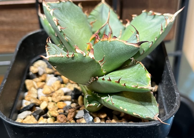 アガベ_黒鯨_子株付き_Lize血統 アガベ チタノタ 黒鯨 台湾lize産 子株3 - 観葉植物・生花