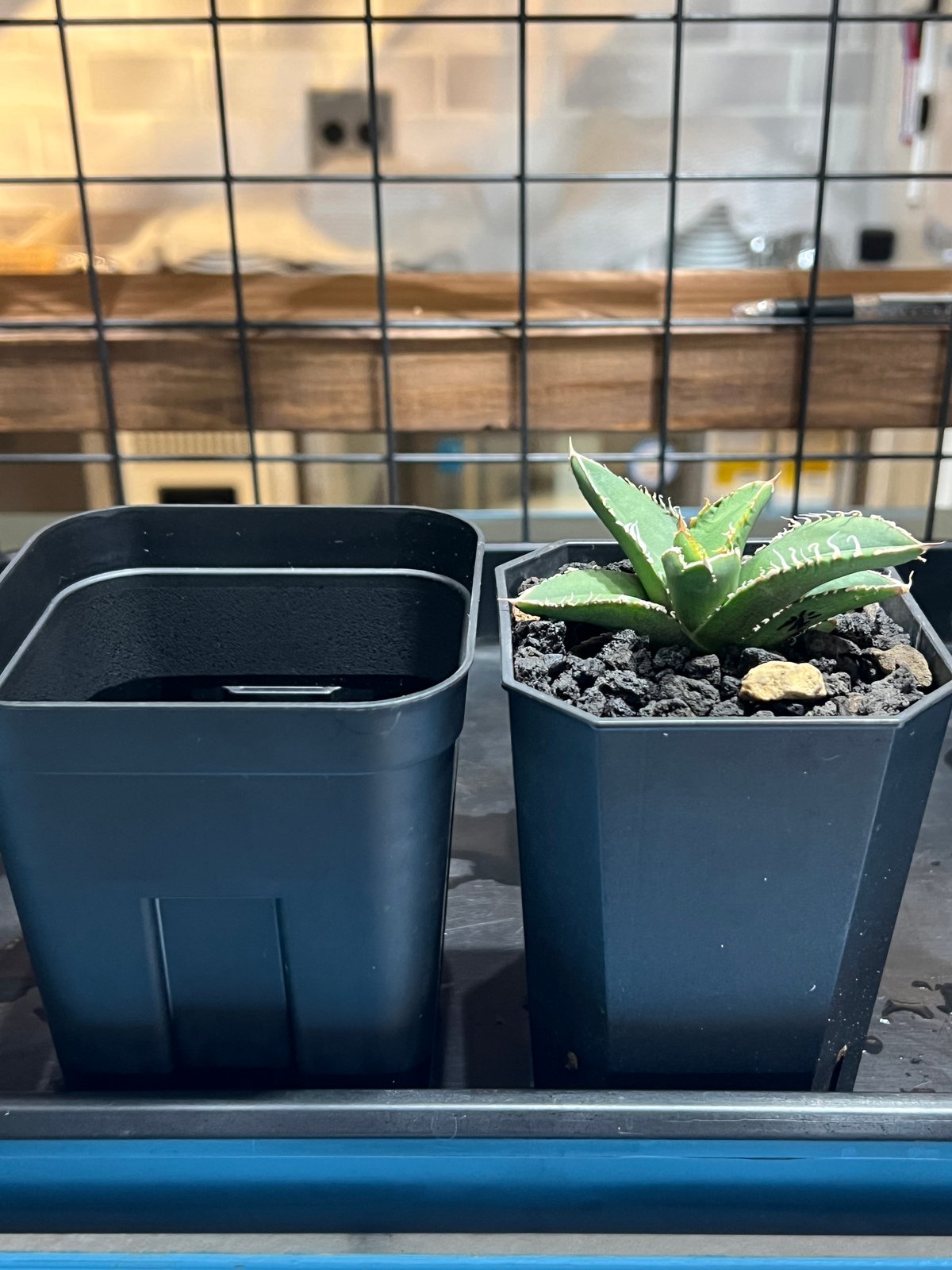 【親株】LIZE血統　流星　子株6つ付き lize血統）crazy 発根済中株 | plants by frame