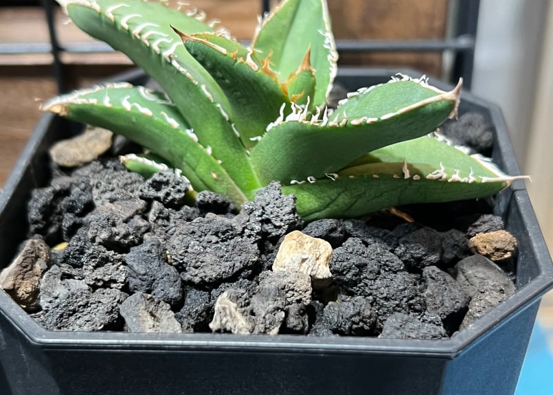 小株】 アガベ チタノタ 流星 lize血統 | RAINBOW PLANTS