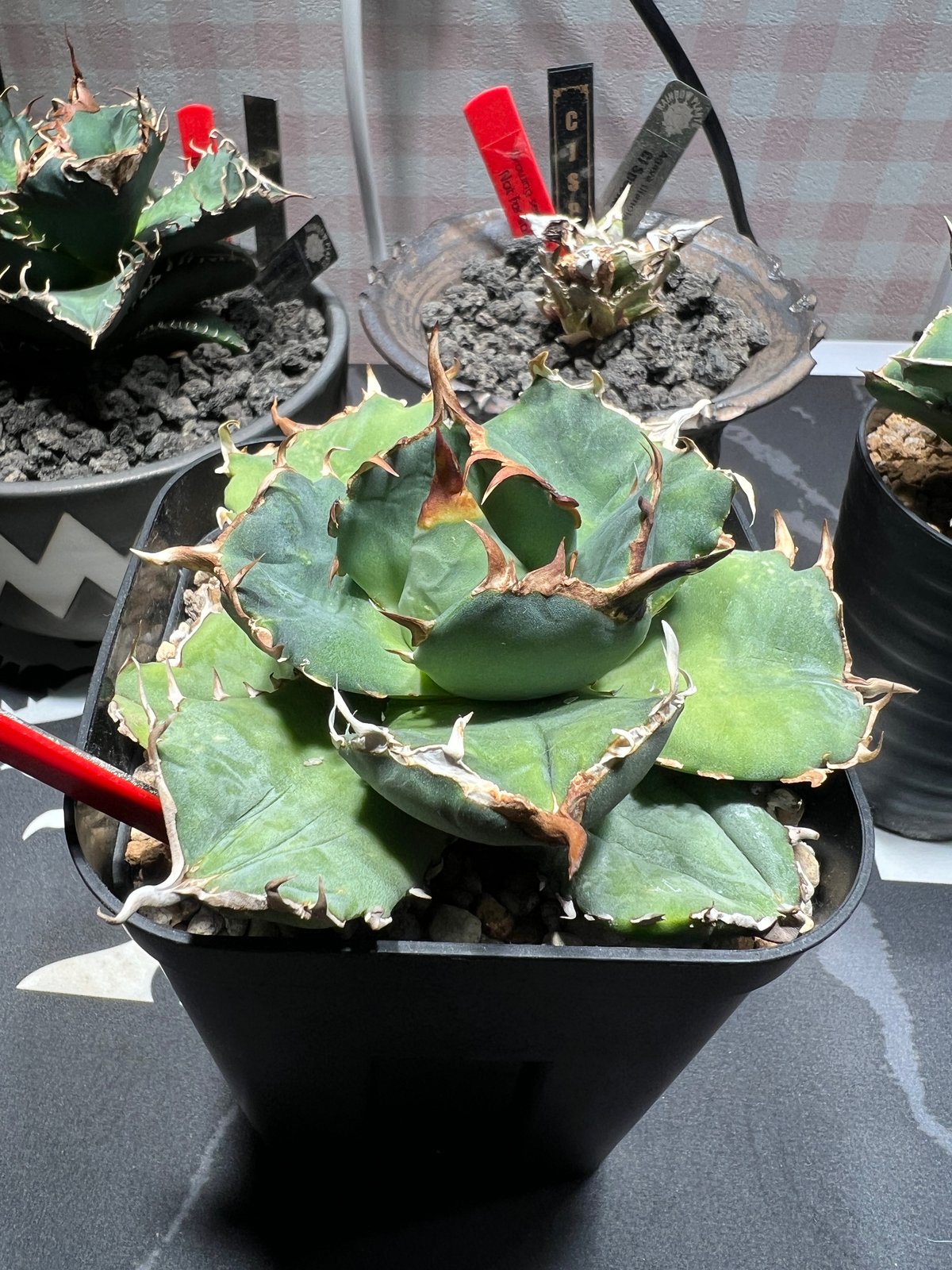 OUTLET中株】 アガベ チタノタ FO076 compacta N PLANTS産 |