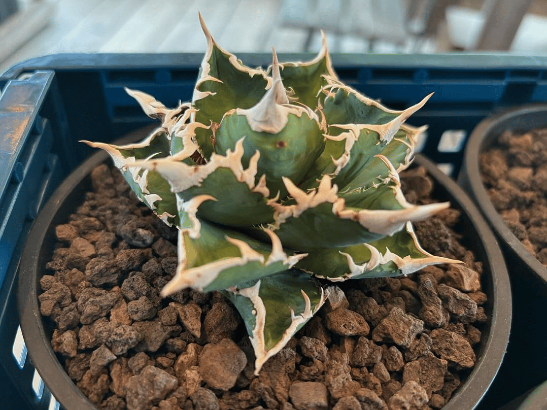 アガベ チタノタCJ-Special (なかの商店) 大白鯊、IVORY wa, 子株】 アガベ チタノタ CJ special【大白鯊タイプ】 | RAINBOW PLANTS