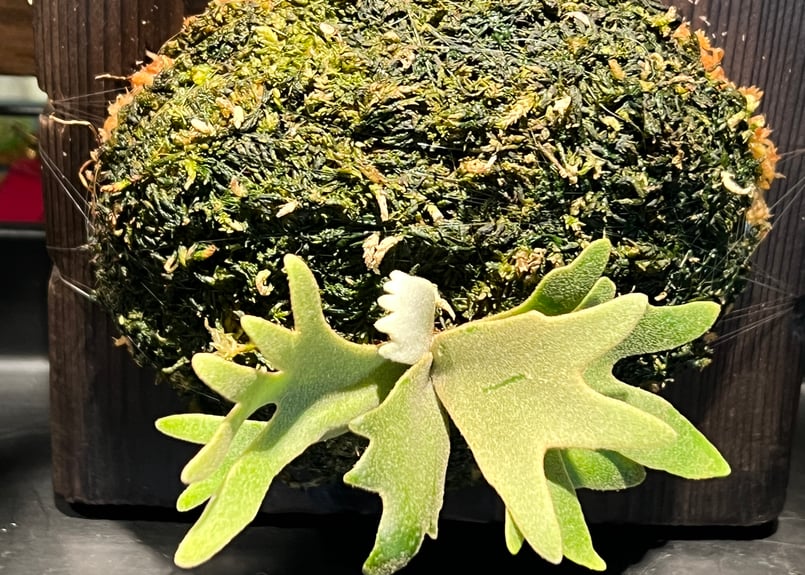 P.willinckii OMG spore | RAINBOW PLANTS P.willinckii OMG spore | RAINBOW PLANTS
