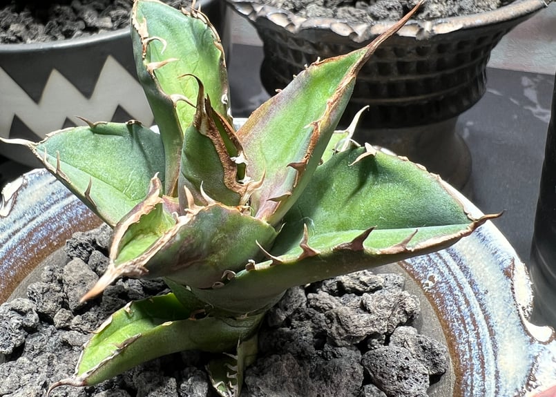 OUTLET小株】 アガベ チタノタ 白犀牛 N PLANTS産(lize血統株 OUTLET小株】 アガベ チタノタ 白犀牛 N PLANTS産(lize血統株