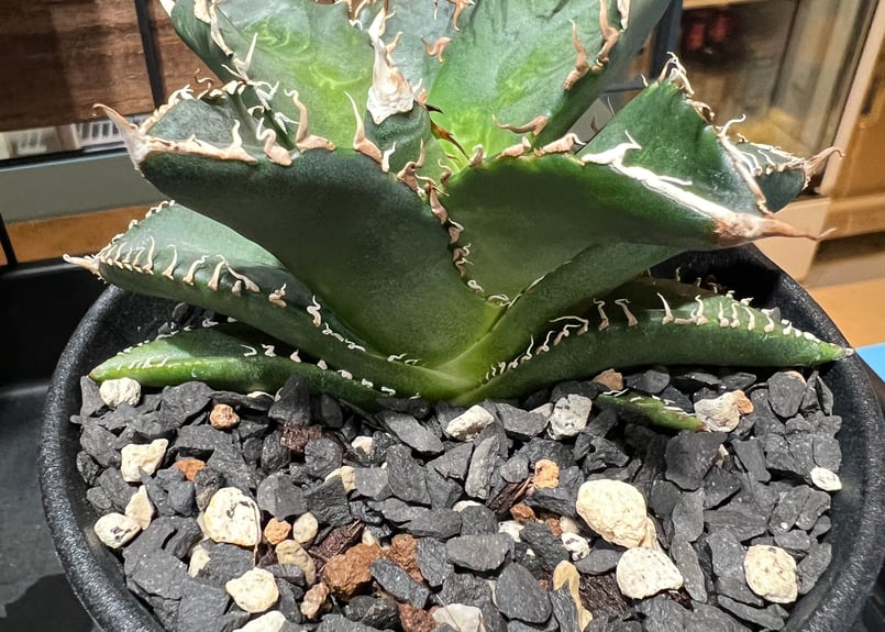 OUTLET小株】アガベ オテロイ SICILIANA（シチリアーナ）coyote plan