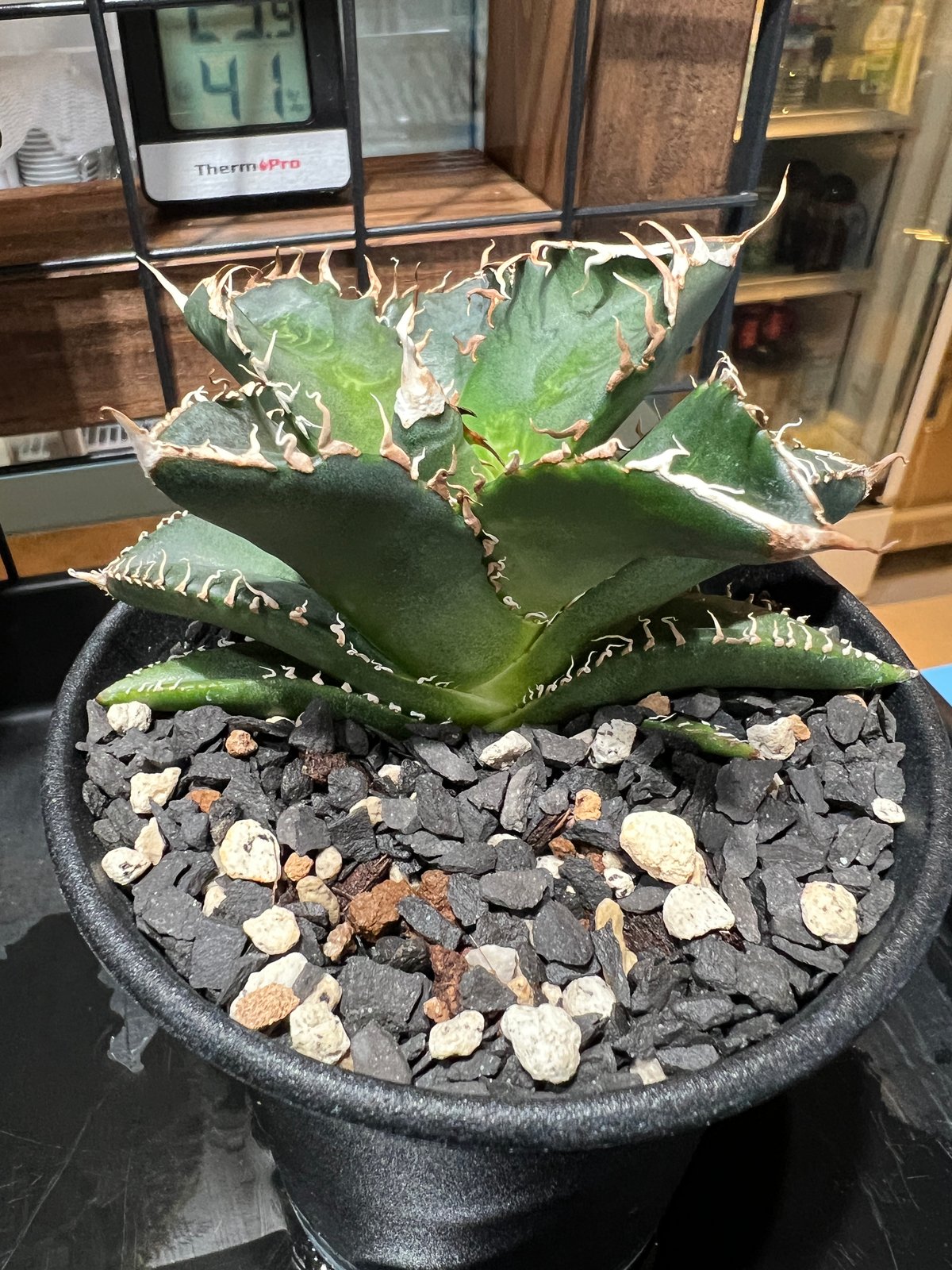 や*ん様 アガベ　　シチリアアーナ　コヨーテ　悪魔 アガベ シチリアアーナ コヨーテ 悪魔 - メルカリ