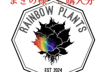 子株】 アガベ チタノタ CJ special【ブツブツタイプ】 | RAINBOW PLANTS