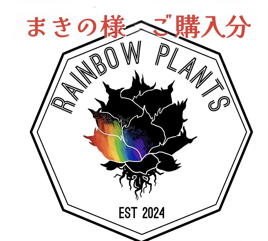 子株】 アガベ チタノタ CJ special【大白鯊タイプ】 | RAINBOW PLANTS