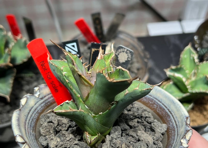 OUTLET小株】 アガベ チタノタ 白犀牛 N PLANTS産(lize血統株 OUTLET小株】 アガベ チタノタ 白犀牛 N PLANTS産(lize血統株