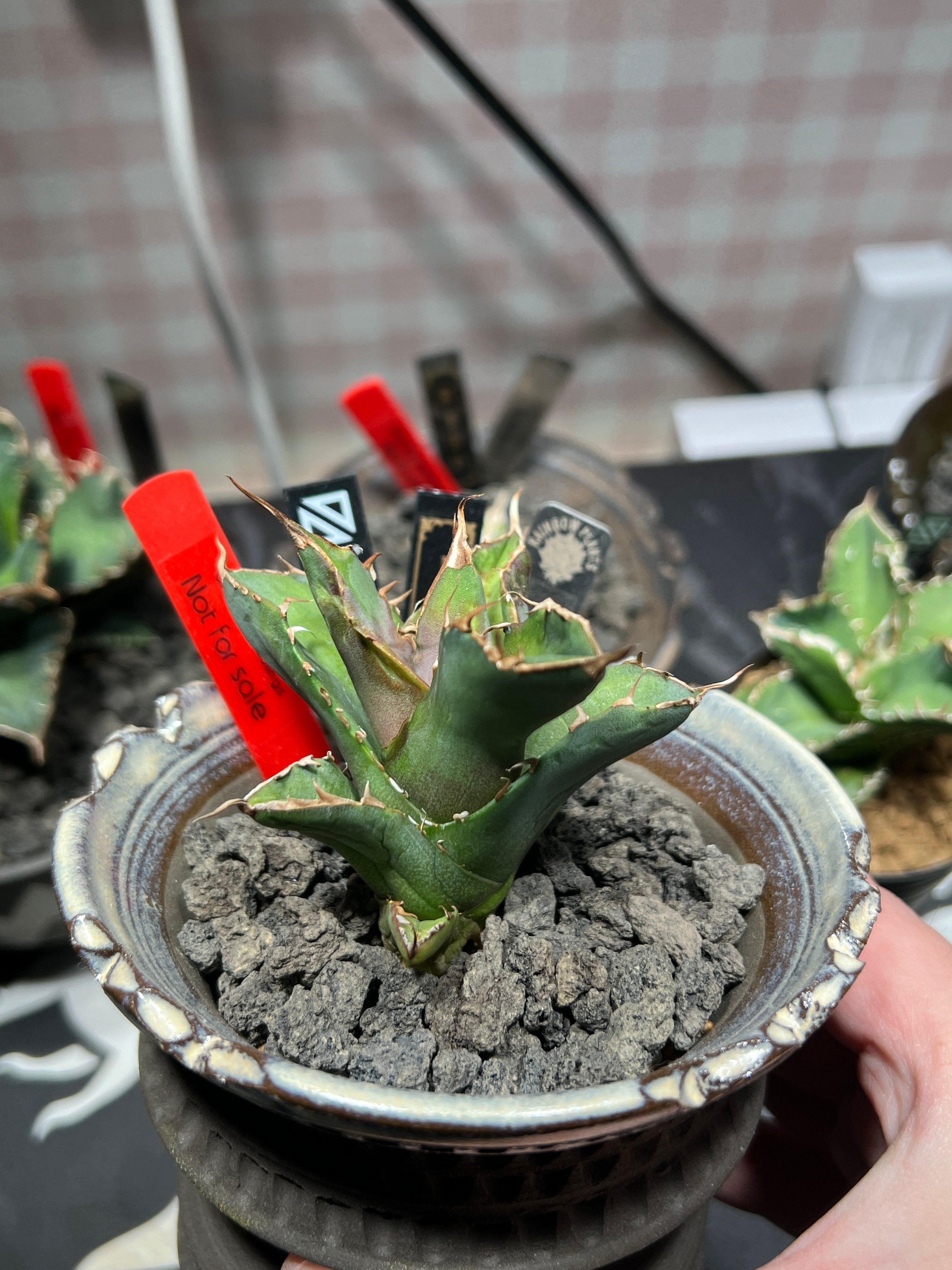 OUTLET小株】 アガベ チタノタ 白犀牛 N PLANTS産(lize血統株) | RA