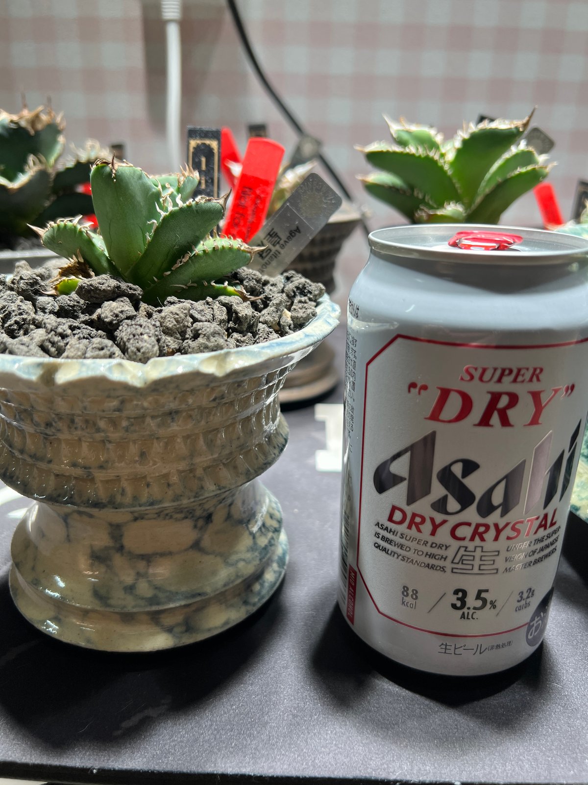 小株】 アガベ チタノタ 皇冠(クラウン)lize血統 | RAINBOW PLANTS 小株】 アガベ チタノタ 皇冠(クラウン)lize血統 | RAINBOW PLANTS
