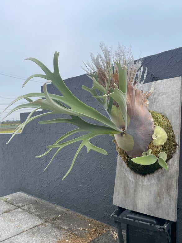P.veitchii 'High shield' pup | RAINBOW PLANTS