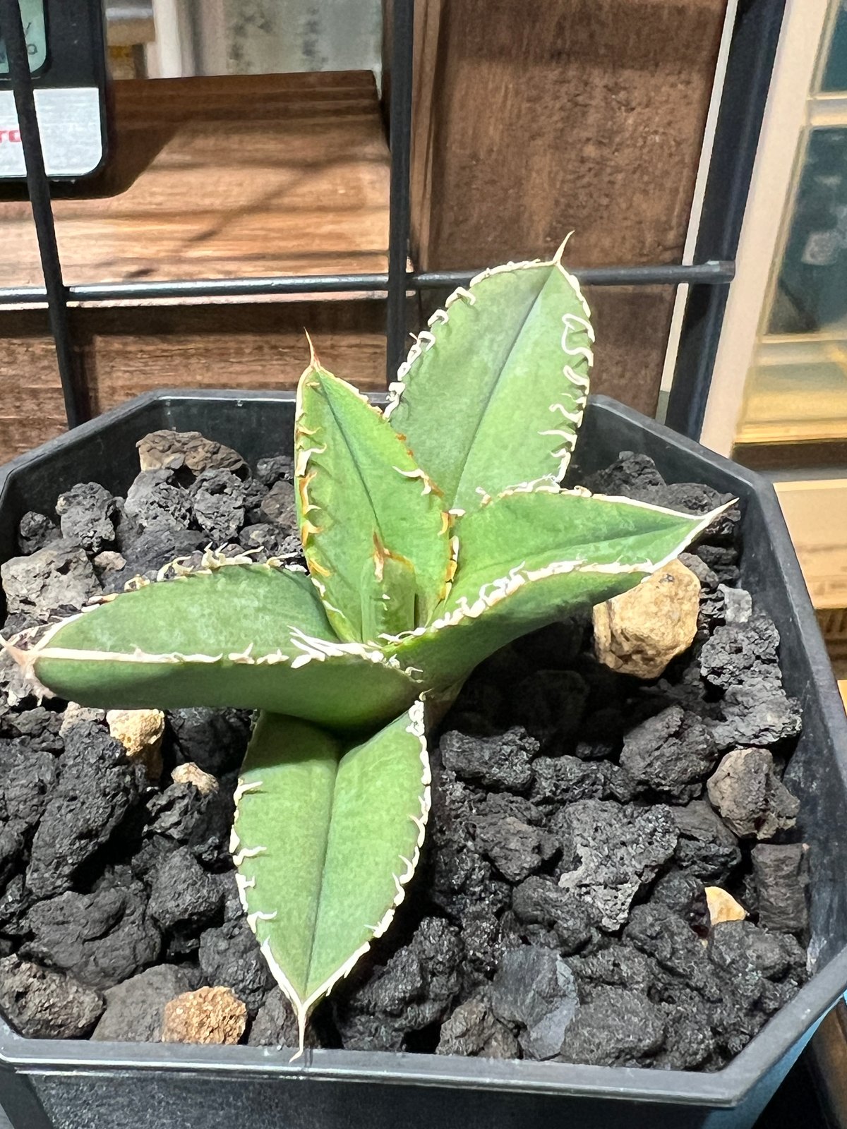 アガベ チタノタ 流星 子株②