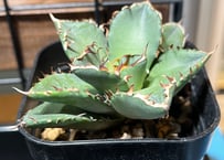 小株】 アガベ チタノタ 皇冠（クラウン）lize血統 | RAINBOW PLANTS