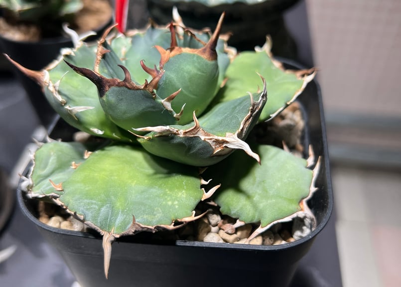 OUTLET中株】 アガベ チタノタ FO076 compacta N PLANTS産 |