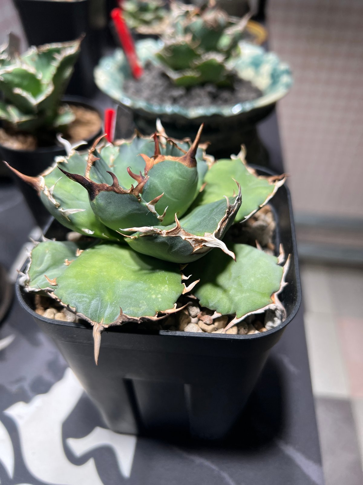 OUTLET中株】 アガベ チタノタ FO076 compacta N PLANTS産 |