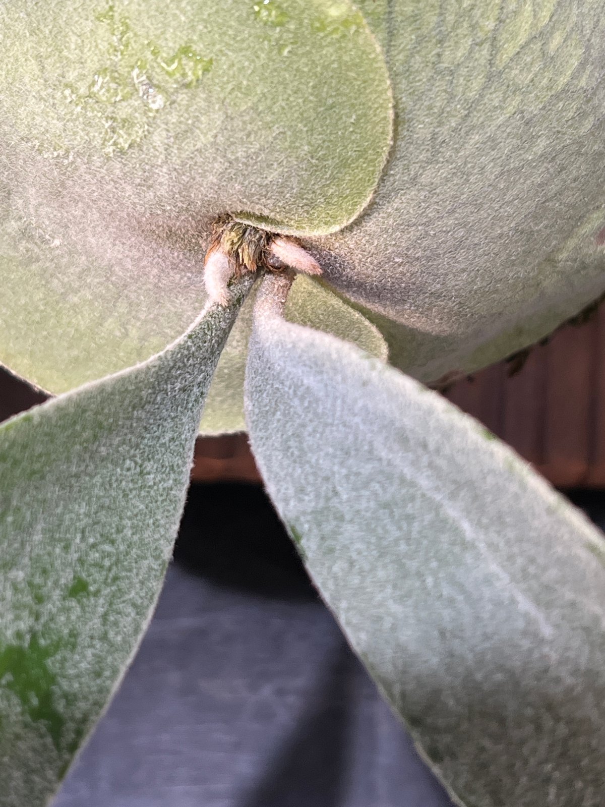 P.veitchii 
