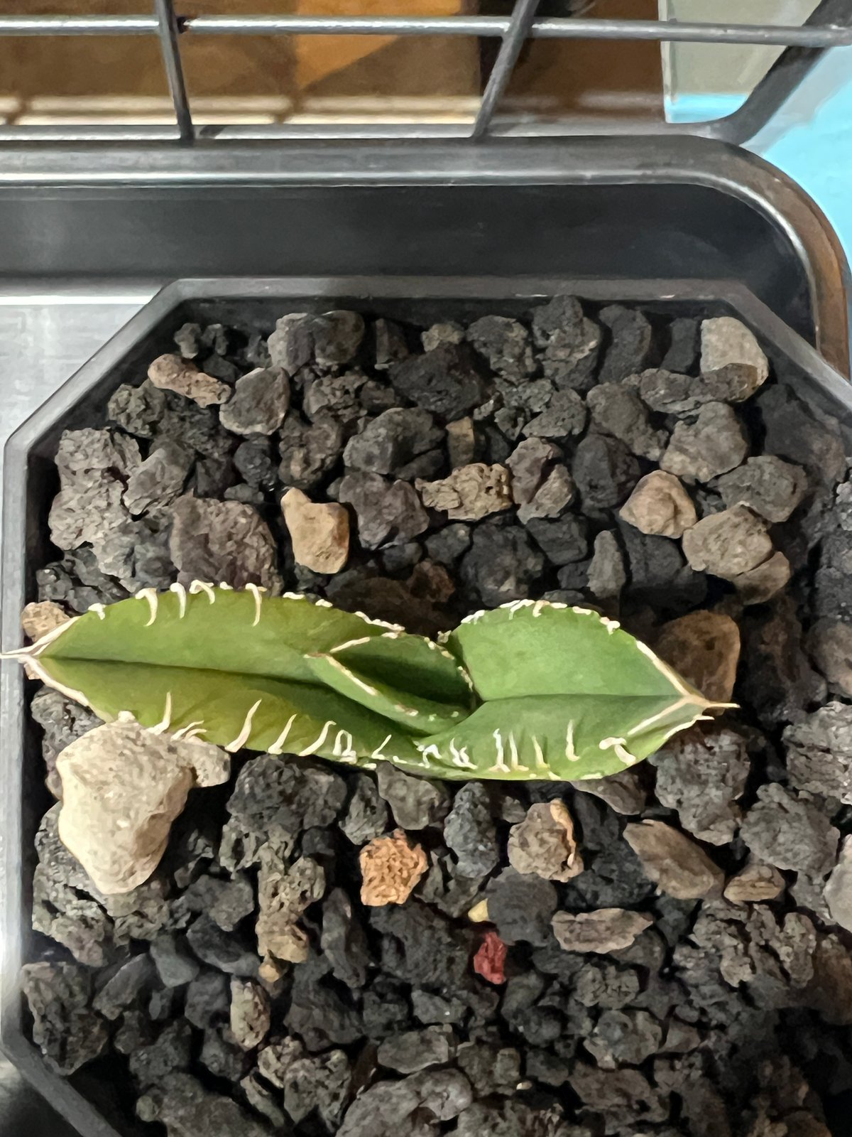 子株】 アガベ チタノタ CJ special【ブツブツタイプ