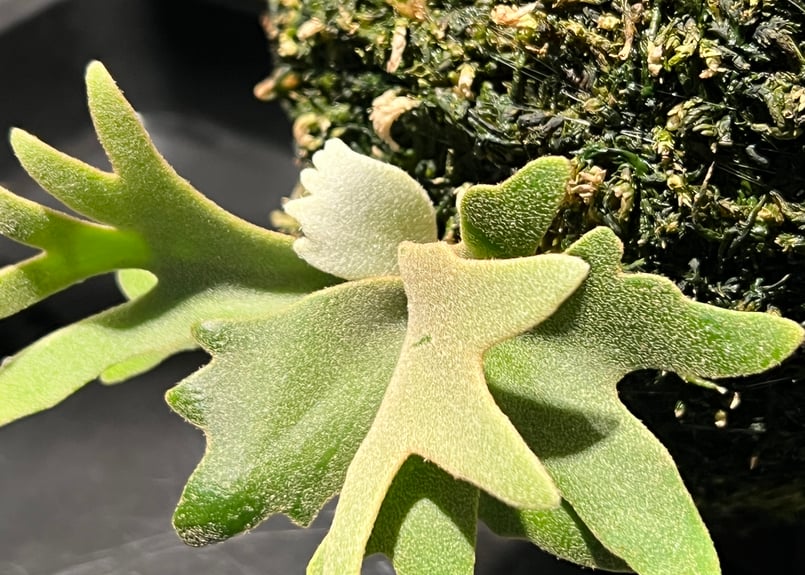 P.willinckii OMG spore | RAINBOW PLANTS P.willinckii OMG spore | RAINBOW PLANTS