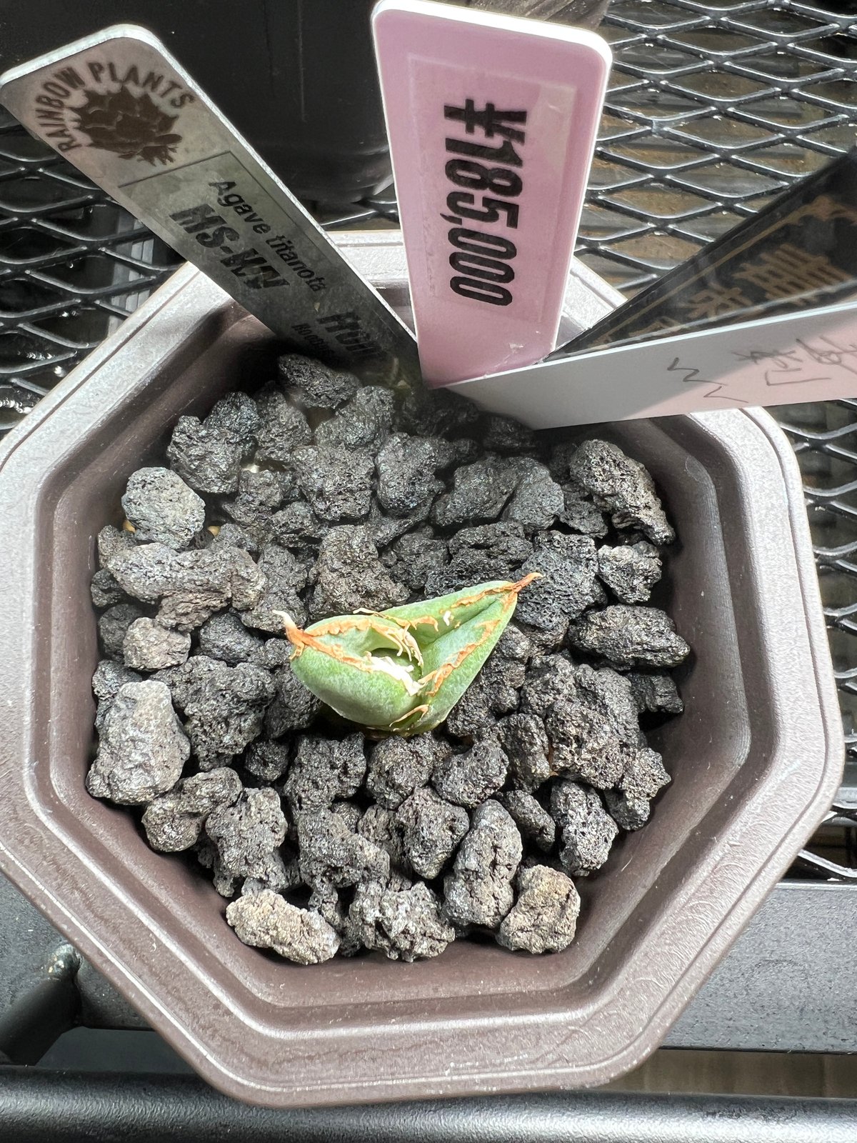 特別価格！！【発根済み子株】アガベ チタノタ 毒刺MS-WV | RAINBOW PLANTS 