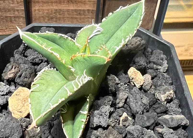 小株】 アガベ チタノタ 流星 lize血統 | RAINBOW PLANTS