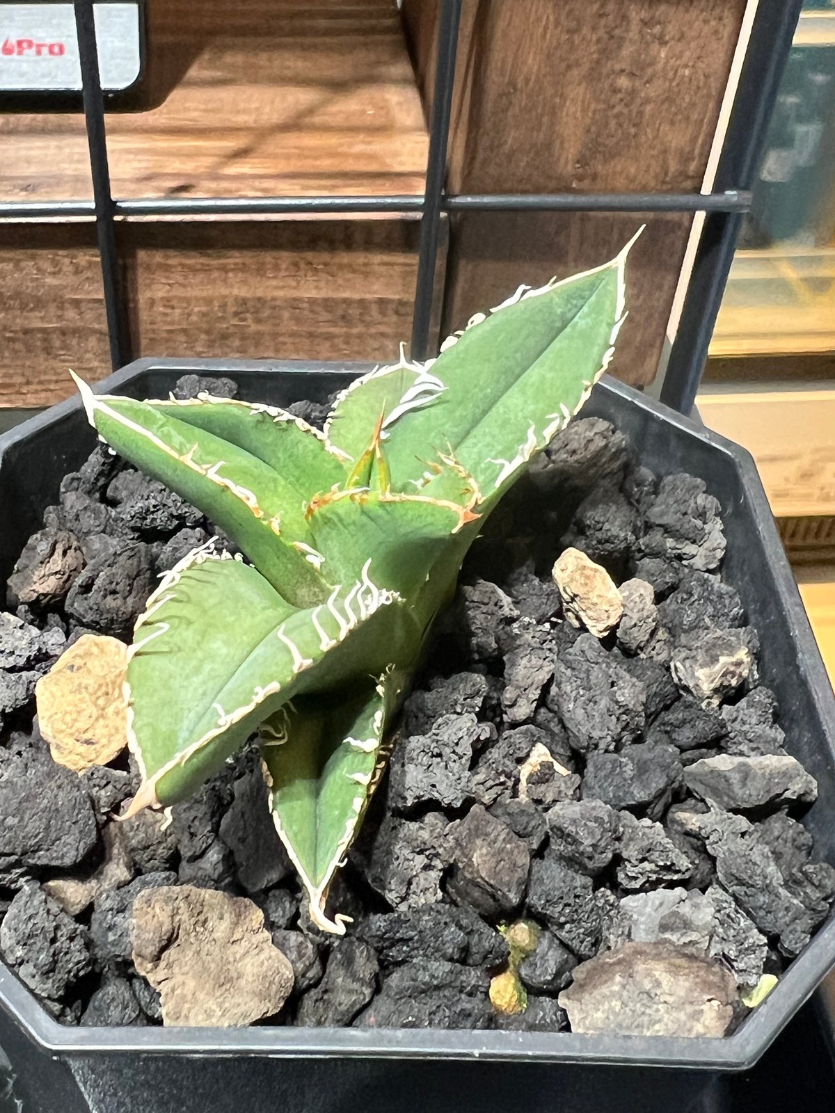 lize産流星.親株出品.子株付き.アガベ.チタノタ lize流星.親株.ブツブツ.チタノタ.アガベ.台湾