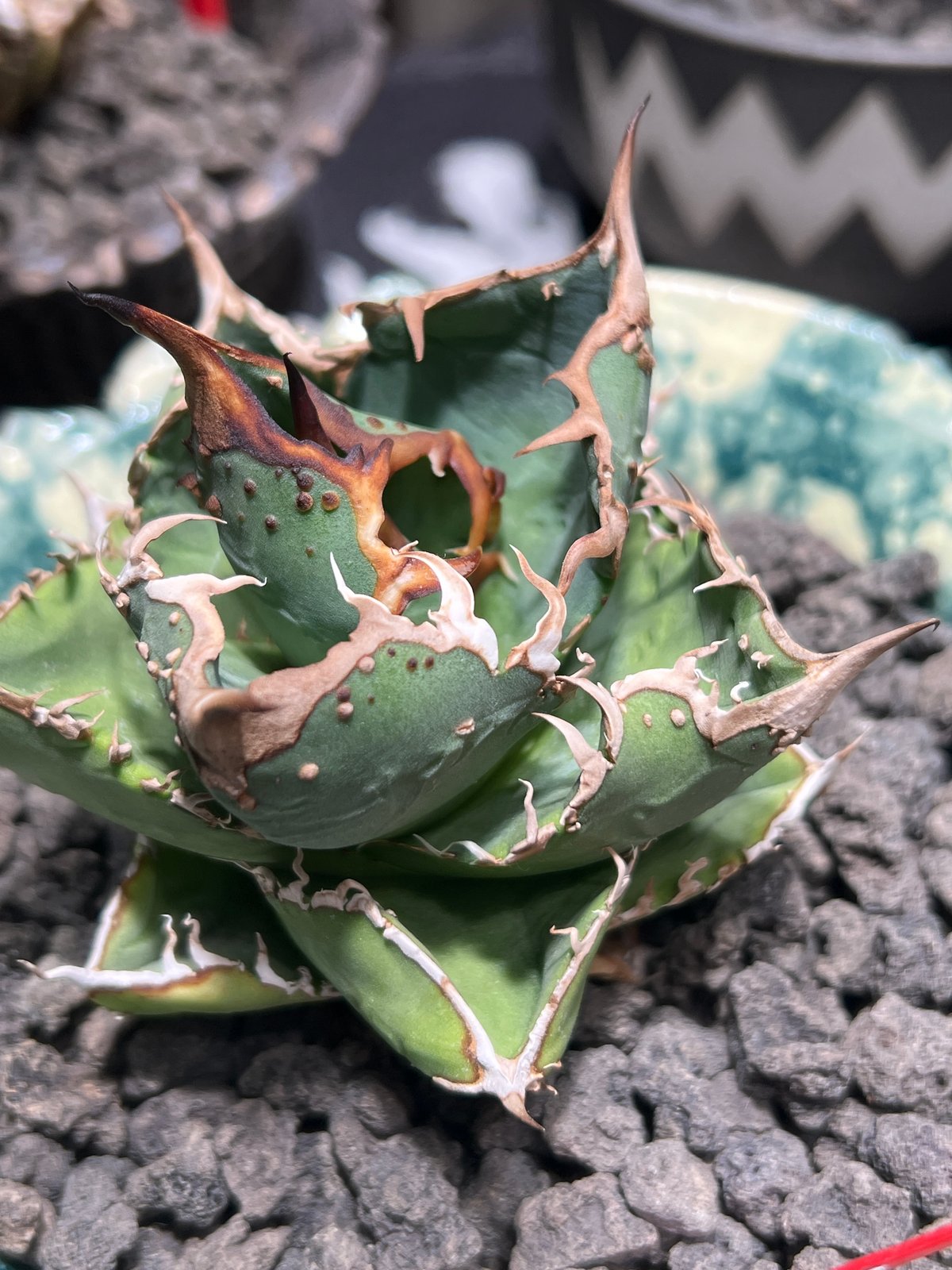 コレクション親株】 アガベ チタノタ 星空 CHO産 | RAINBOW PLANTS コレクション親株】 アガベ チタノタ 星空 CHO産 | RAINBOW PLANTS