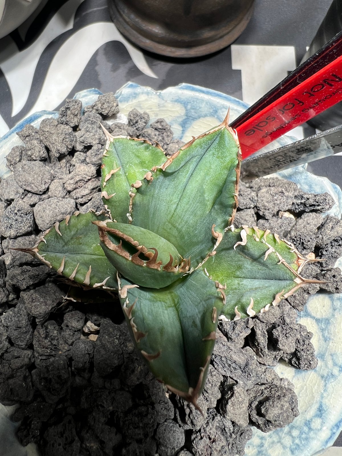 小株】 アガベ チタノタ 皇冠(クラウン)lize血統 | RAINBOW PLANTS 小株】 アガベ チタノタ 皇冠(クラウン)lize血統 | RAINBOW PLANTS