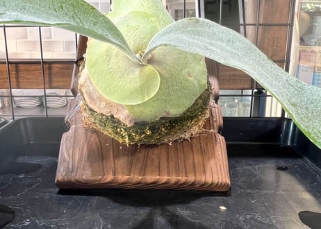 P.veitchii ’High shield' pup