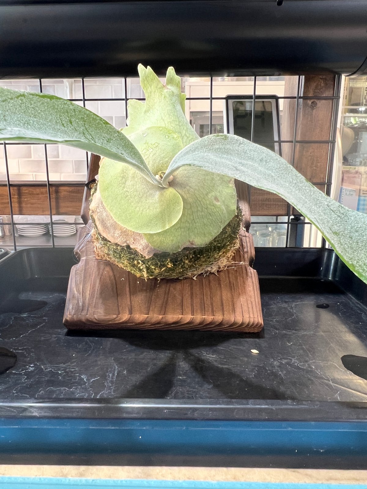 P.veitchii 