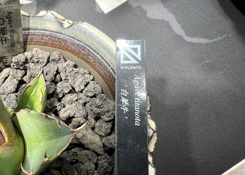 OUTLET小株】 アガベ チタノタ 白犀牛 N PLANTS産(lize血統株 OUTLET小株】 アガベ チタノタ 白犀牛 N PLANTS産(lize血統株