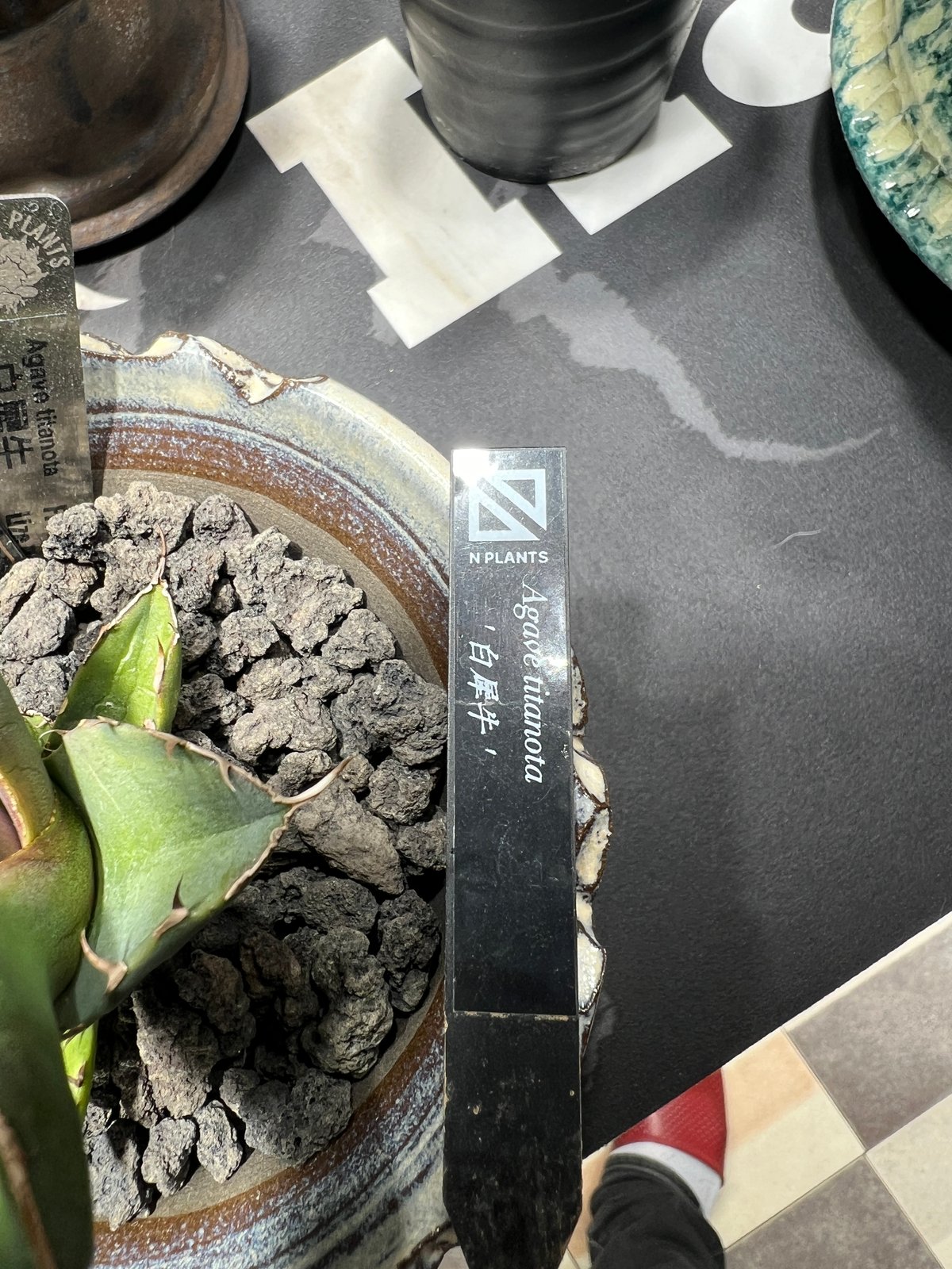 OUTLET小株】 アガベ チタノタ 白犀牛 N PLANTS産(lize血統株 OUTLET小株】 アガベ チタノタ 白犀牛 N PLANTS産(lize血統株