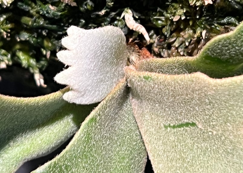 P.willinckii OMG spore | RAINBOW PLANTS P.willinckii OMG spore | RAINBOW PLANTS