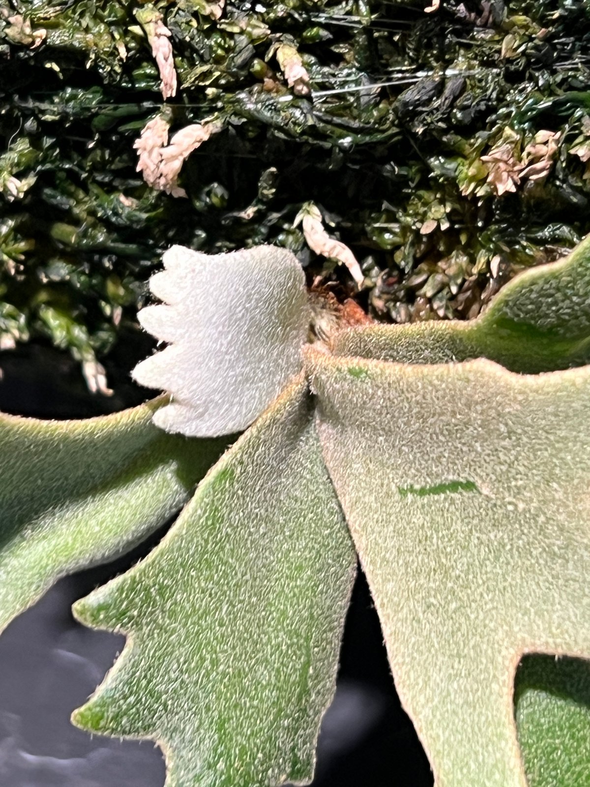 P.willinckii OMG spore | RAINBOW PLANTS P.willinckii OMG spore | RAINBOW PLANTS