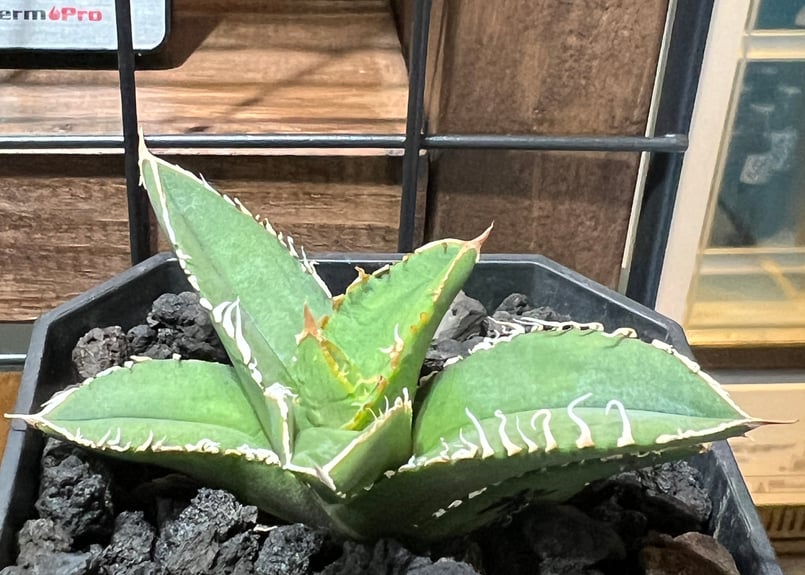 小株】 アガベ チタノタ 流星 lize血統 | RAINBOW PLANTS