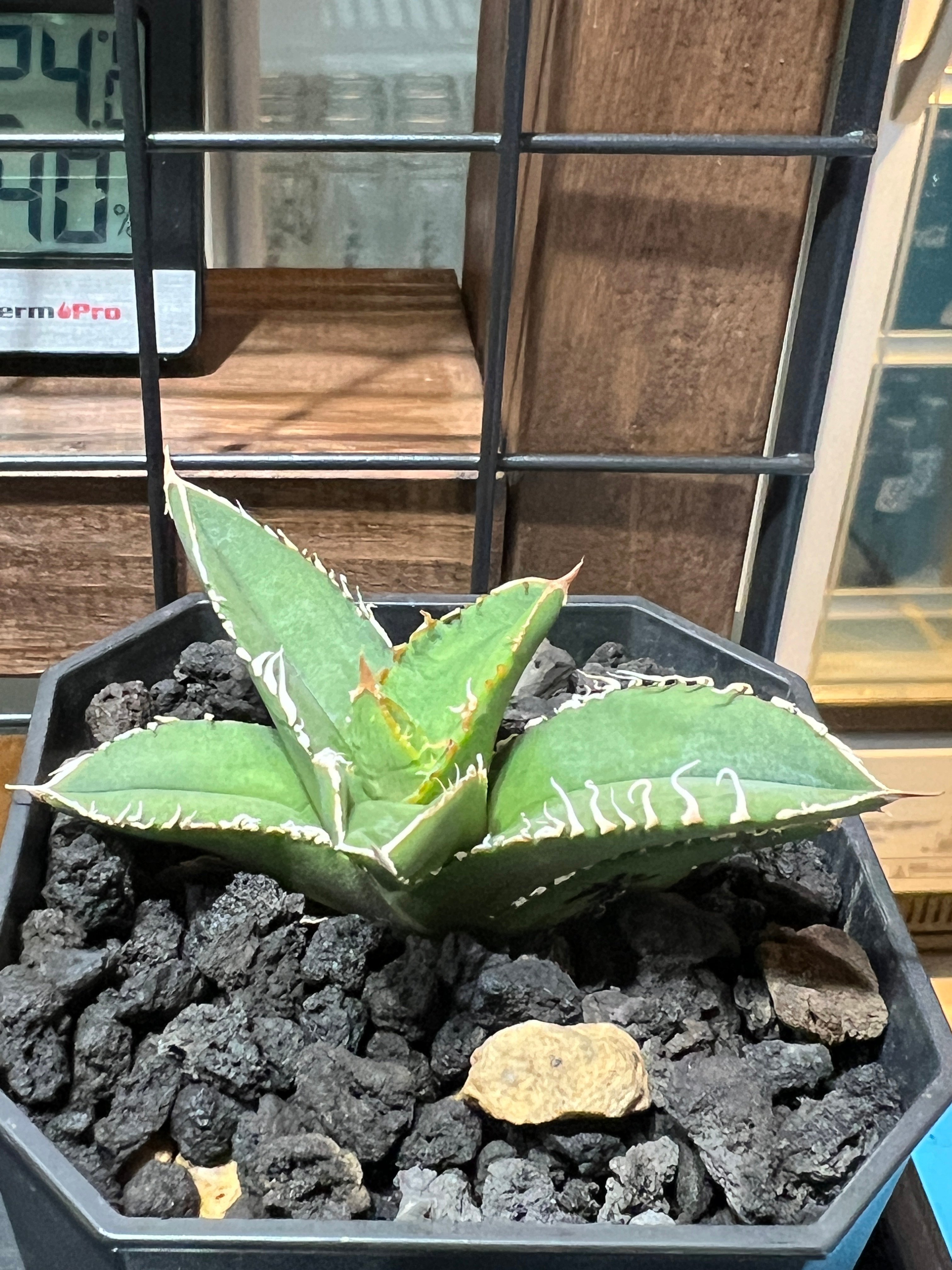 小株】 アガベ チタノタ 流星 lize血統 | RAINBOW PLANTS 小株】 アガベ チタノタ 流星 lize血統 | RAINBOW PLANTS