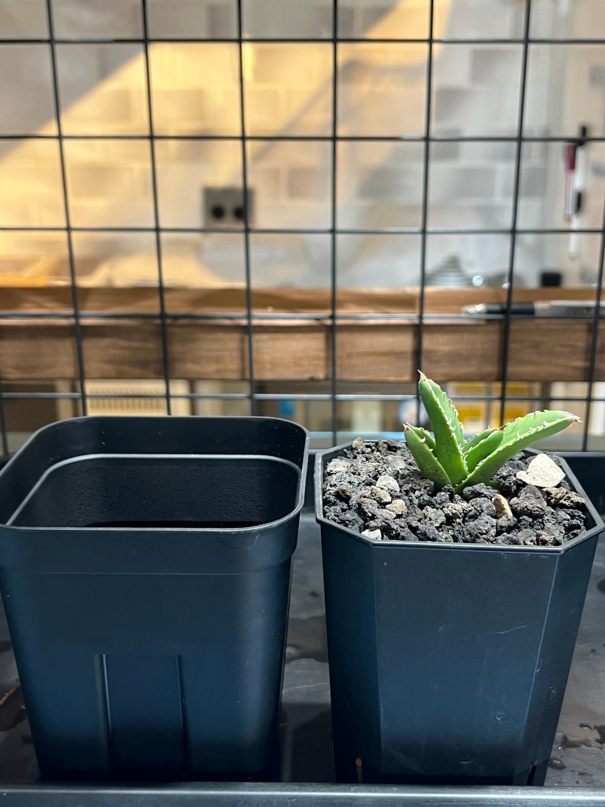 アガベ チタノタ CJ special OC 子株2 子株】 アガベ チタノタ CJ