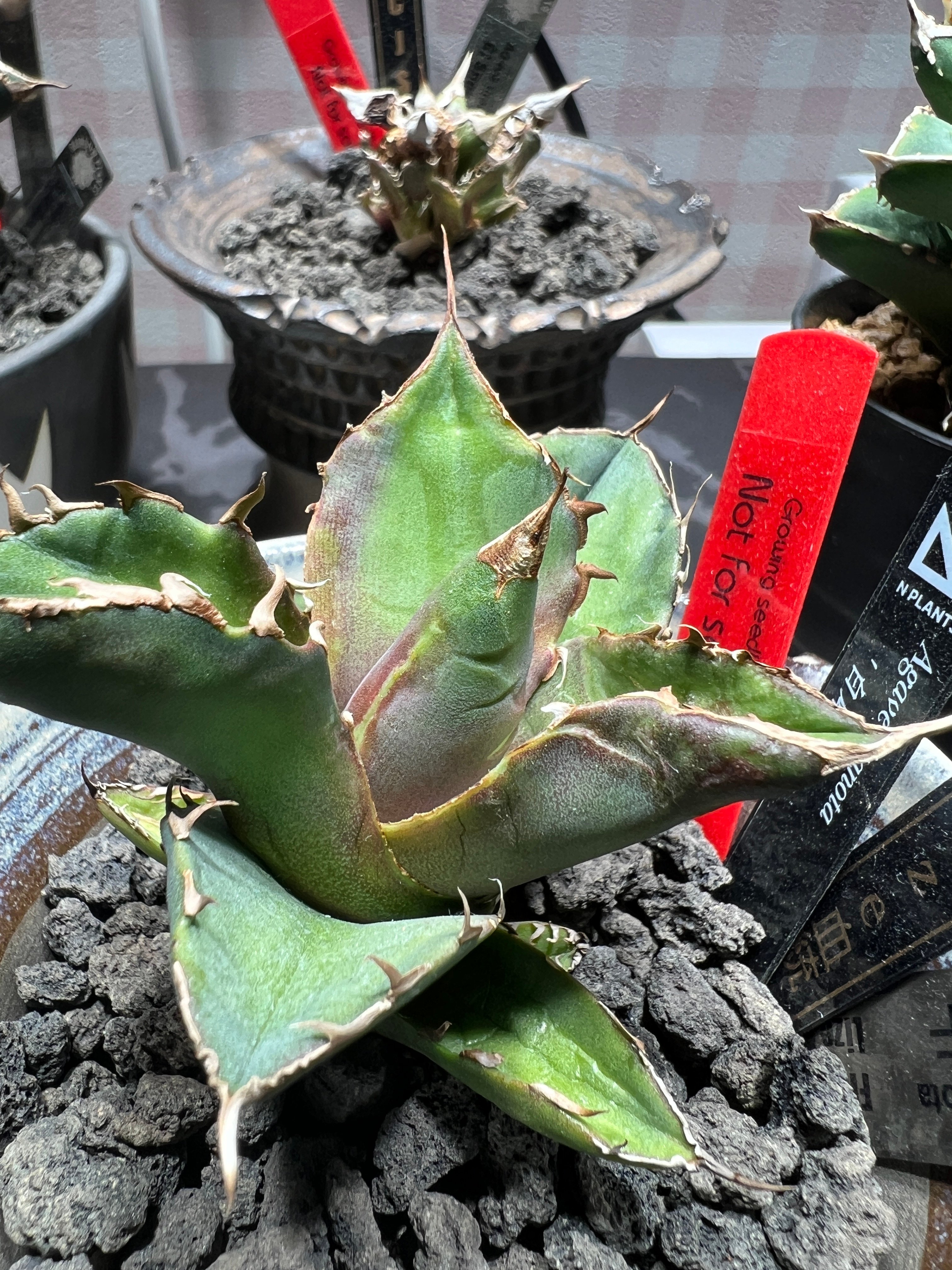 OUTLET小株】 アガベ チタノタ 白犀牛 N PLANTS産(lize血統株) | RA