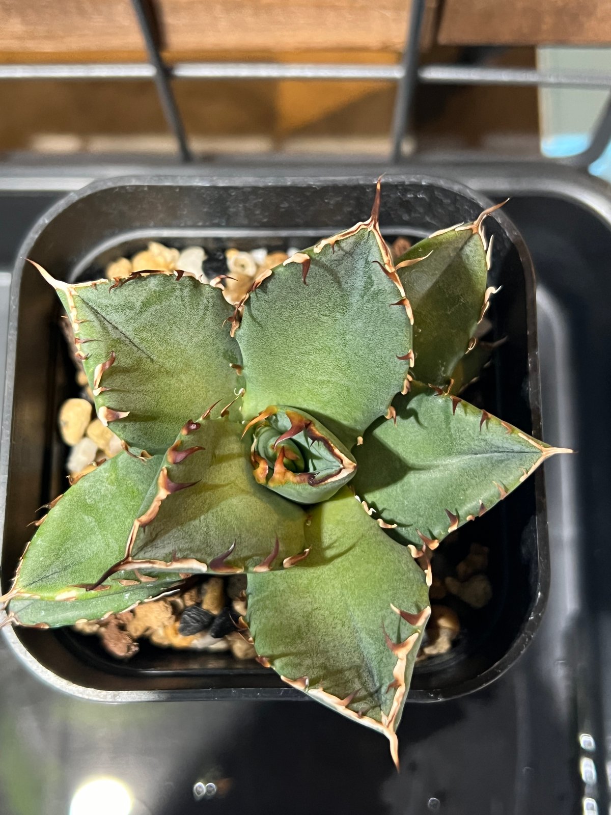 【超希少】アガベ　チタノタ　黒鯨　優良血統 Spring Sale】アガベ チタノタ 黒鯨 優良血統 販売株写真3枚目