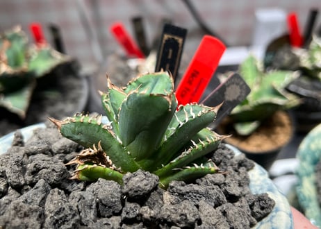 CATEGORY lize産（血統）・CJ | RAINBOW PLANTS