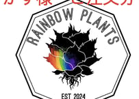 子株】 アガベ チタノタ CJ special【ブツブツタイプ】 | RAINBOW PLANTS