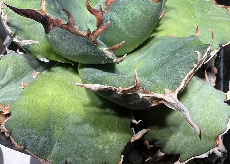 OUTLET中株】 アガベ チタノタ FO076 compacta N PLANTS産 |